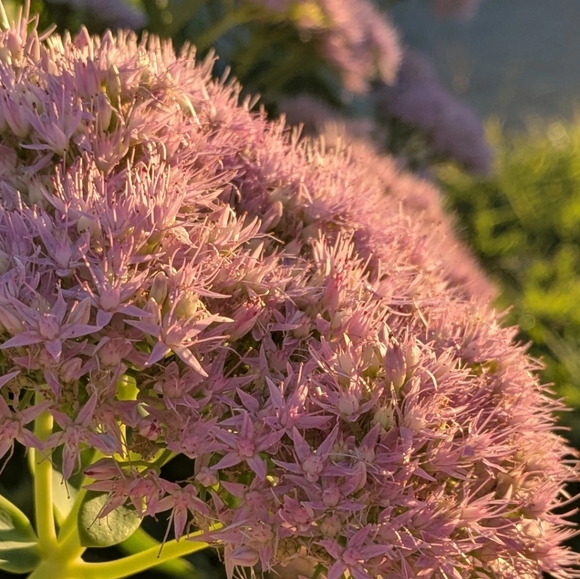 🦢🦢Live Posh Show Alert Listing🦢🦢 - Picture 1 of 4